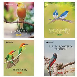 Тетрадь  48л. Brauberg А5 клетка 402776